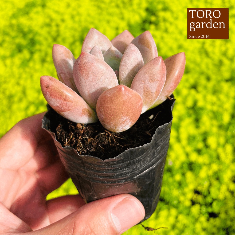 Sen đá sỏi hồng lá dài Đà Lạt size bé cây cảnh trang trí nhà cửa Toro garden
