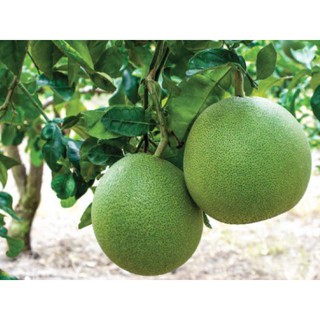 200gr Mứt Vỏ Bưởi Sấy Dẻo