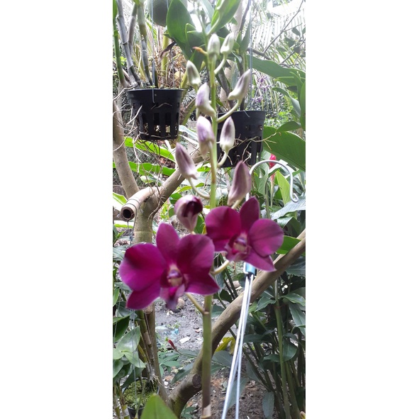 Hoa Lan Dendro Panama Red 1 Chậu ( chậu cây trưởng thành, sắp có ngồng hoa, nhiều thân)