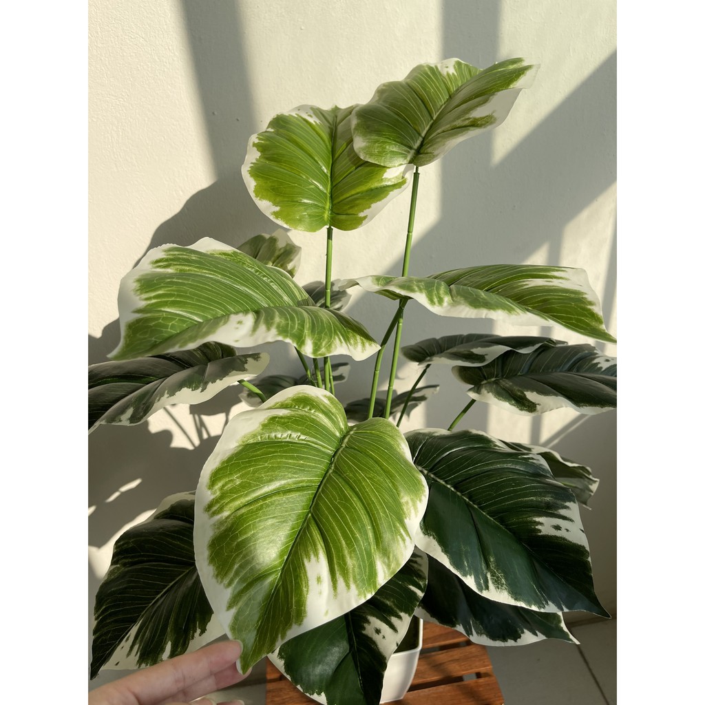 Trầu bà viền trắng 70cm - cây hoa giả decor