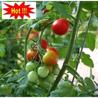 Hạt giống Cà chua F1 (MV)