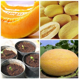 [HOT] Hạt Giống Dưa Lưới Vàng