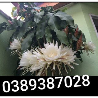 cây hoa quỳnh giống