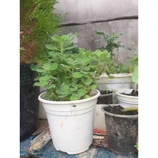 Cây giống sen thơm (nhất mạt hương)