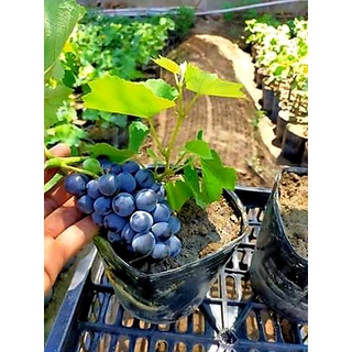 Cây Nho Giống Elđen Nho Phap Leo giàn