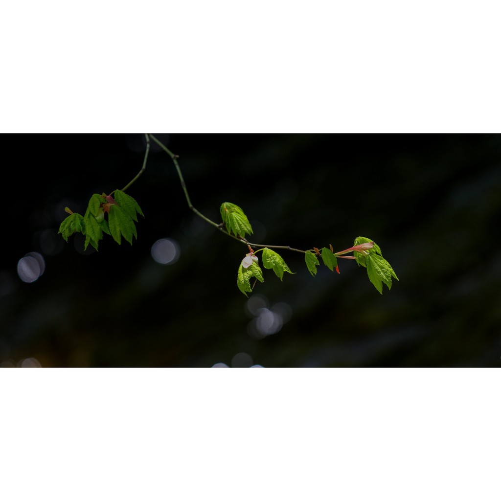 Ống kính máy ảnh Carl Zeiss 135mm f2.0 T* West Germany MF CY  98% - 10740