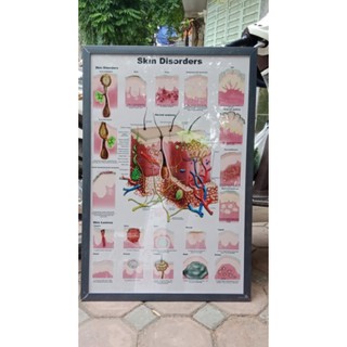 Tranh giải phẫu sinh lý da 2D