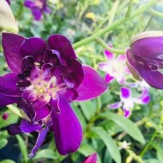 Denro hoa hồng tím cây giống