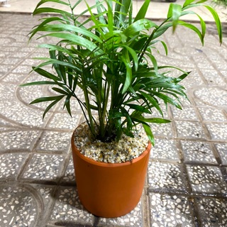 CAU TIỂU TRÂM ĐỂ BÀN ĐẸP - TẶNG CHẬU NUNG