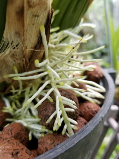 Phân Bón Hỗn Hợp NK Nhập khẩu Úc - PowerFeed 100ml