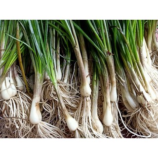 Củ kiệu tươi_chính gốc Huế 1ký