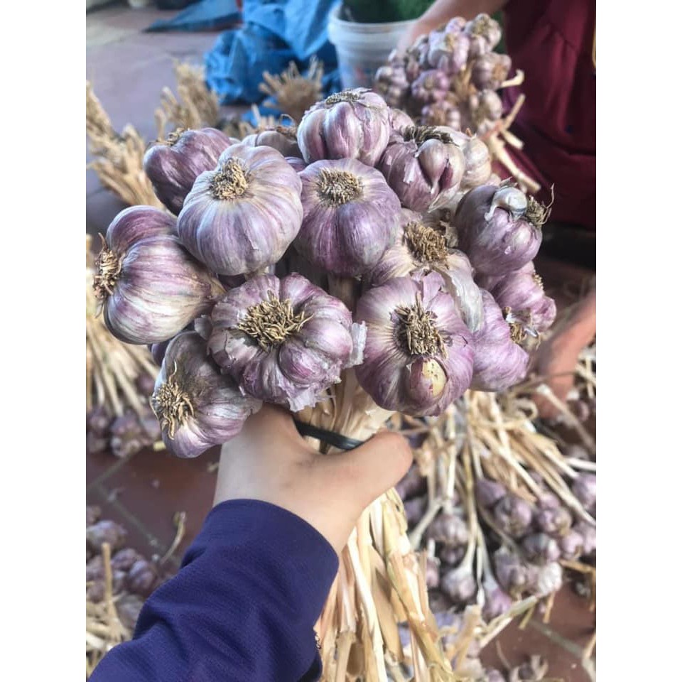 Tỏi tía ta 2kg loại 1, tỏi tía bắc, Kinh Môn Hải Dương