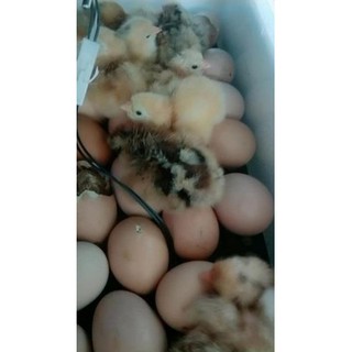 Máy ấp trứng  36 quả(full hộp xốp)