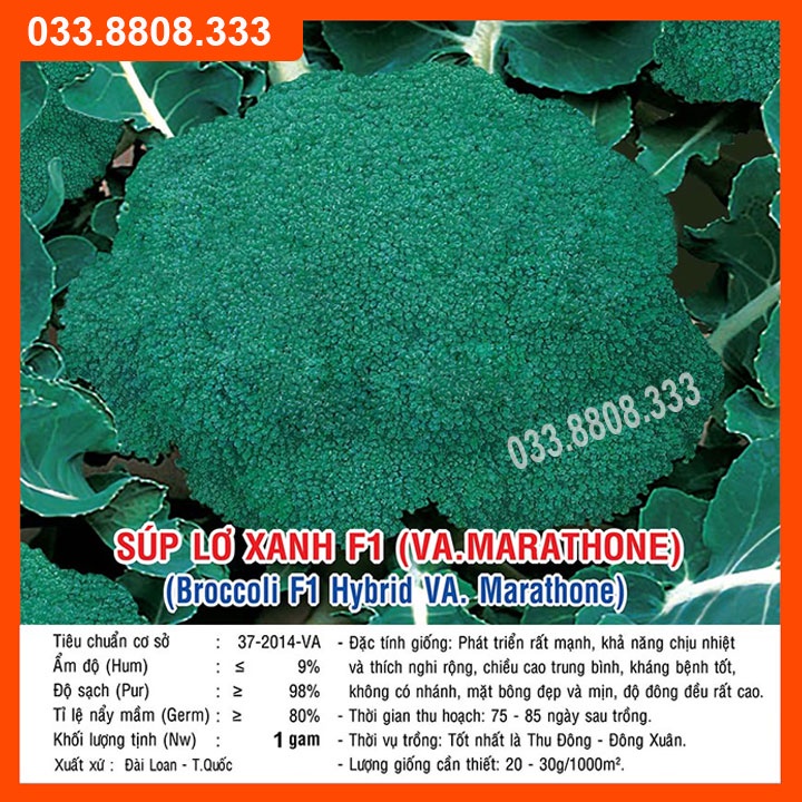 Hạt Giống Súp Lơ Xanh Marathone F1 gói  1gram