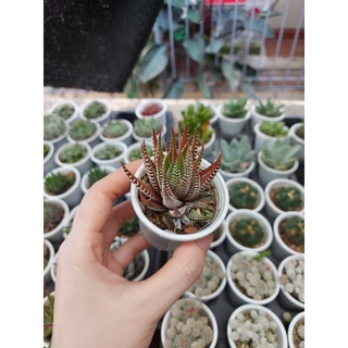 Sen đá móng rồng