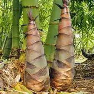 Cây Giống Măng Tre Bát Độ