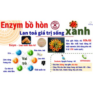 Enzym bồ hòn