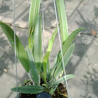 Lan Brass trưởng thành hoa sổ số