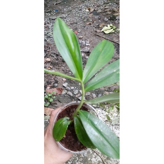 Cát Lồi Giống (1 chậu) mía dò