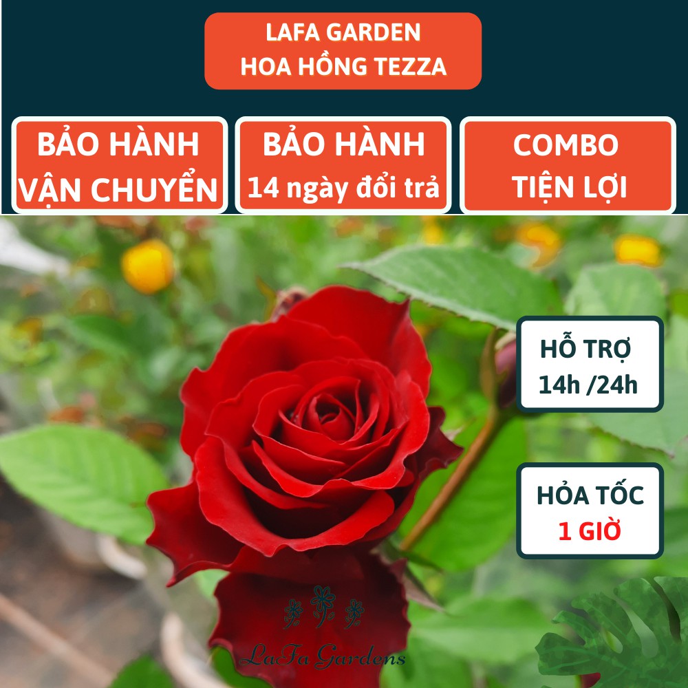 Hoa hồng TEZZA kích thước 40-60cm, màu cam, đỏ, hồng, kèm phân bón hữu cơ eco root chai 100ml, Combo phân bón hoa hồng