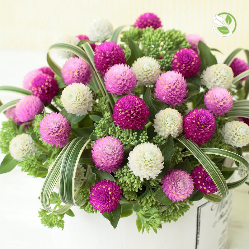 Hạt Giống Hoa Cúc Nút Áo Mix  PN-13 Phú Nông - Gói 0.5g - Strawberry Gomphrena