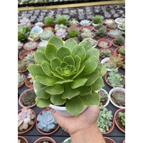 🪴🪴Sen đá Aeonium Xanh🌵🌵🌵
