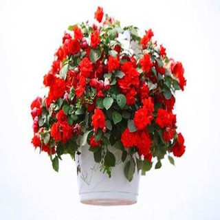 Trọn Bộ Sản Phẩm Trồng Hạt Giống Hoa Thu Hải Đường  + Bộ Hỗ Trợ 3 Viên Nén và 1 Gói Thuốc Trừ Bệnh