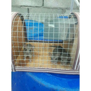 Lồng Bắt Chuột Thông Minh Size Trung  20cm-45cm