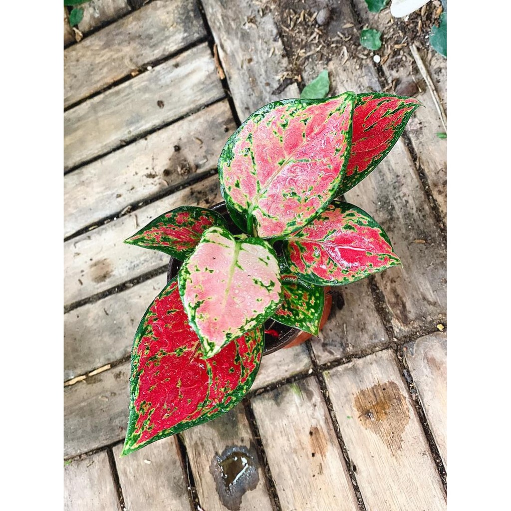 Cây Aglaonema Lady Valentine (Như Ý Hoàng Hậu Valentine) chậu nhựa