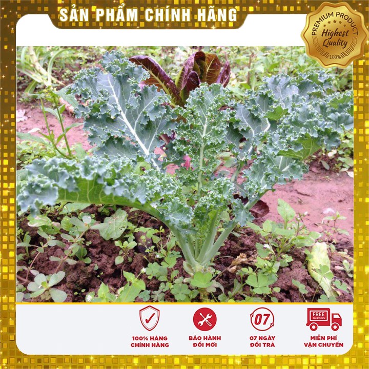 Hạt Giống Rau cải xoăn xanh Kale 20 hạt