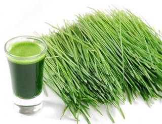 Hạt mầm lúa mì/ hạt mầm cỏ mèo 100g
