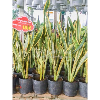 Cây Lưỡi Hổ (Dạng Bụi)