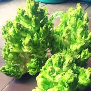 Hạt giống cải mầm đá 50 hạt