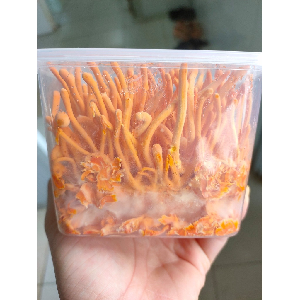 Đông Trùng Hạ Thảo sinh khối cao cấp - hộp 180 gram