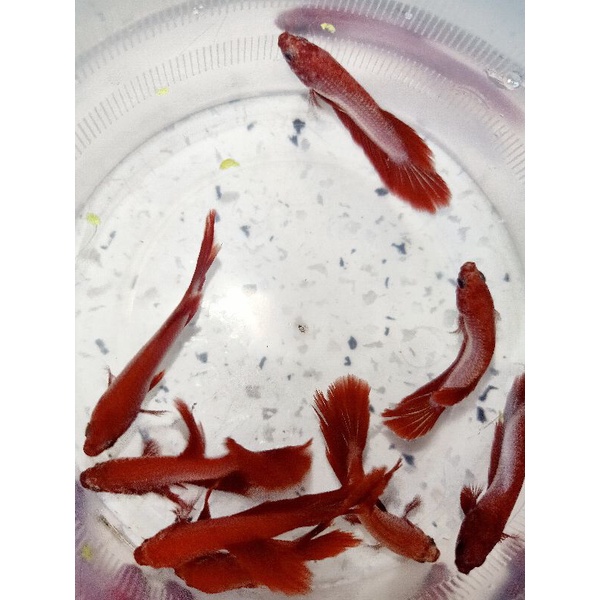 1 Bé betta RỒNGG Đỏ lai Siêu Đẹp trống size vừa tặng thức ăn