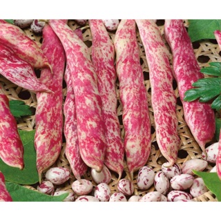 Hạt giống Đậu ý Shelli leo giàn