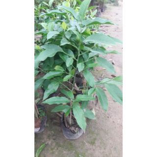Cây giống hoa ngọc lan