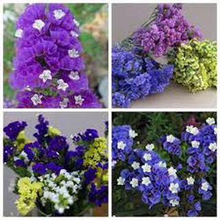 100 hạt giống cúc salem nhiều màu