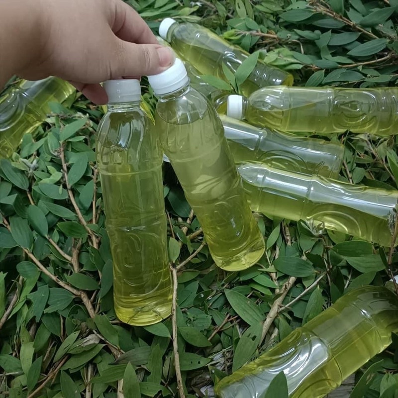 TINH DẦU TRÀM GIÓ NGUYÊN CHẤT • MẸ VUI, BÉ KHOẺ •MAMY GOLD