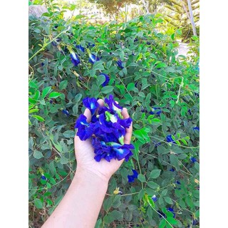 Hoa đậu biếc sấy khô