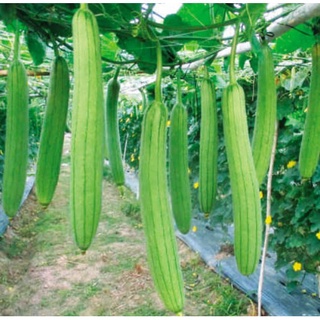 [Hạt giống Thái] Hạt giống mướp hương Thái - tỷ lệ nảy mầm 85%