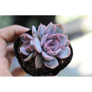 SEN ĐÁ VIỀN TÍM (SEN ĐÁ SIÊU XINH, ĐÃ THUẦN KHÍ HẬU)