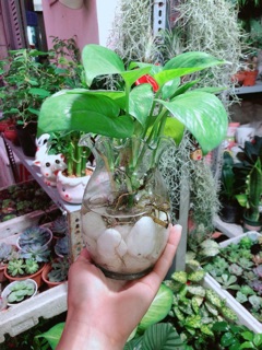 Chậu Trầu Bà Thuỷ Sinh