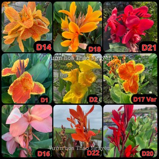 Củ chuối hoa - dong riềng cảnh 20 màu