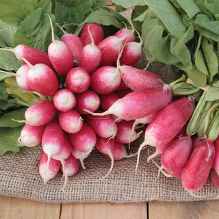 Hạt giống củ cải nhật bản