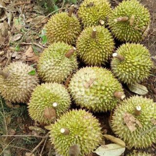 Cây giống sầu riêng hạt lép