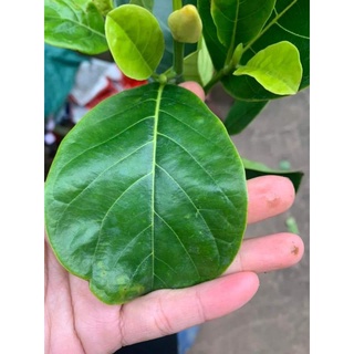 Giống mít ruột đỏ indo