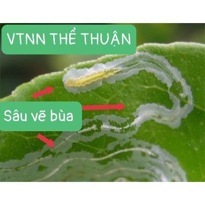 Thuốc Trừ Sâu AJUNI 50wp Đặc Trị Sâu Vẽ Bùa