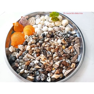 VỎ ỐC CÁC LOẠI ( 1 KG)