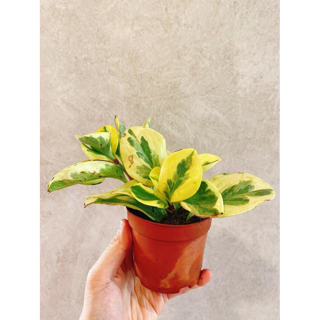 Cây Peperomia obtusifolia Marble (Viên Diệp Tiêu Thảo Lá Cẩm Thạch)